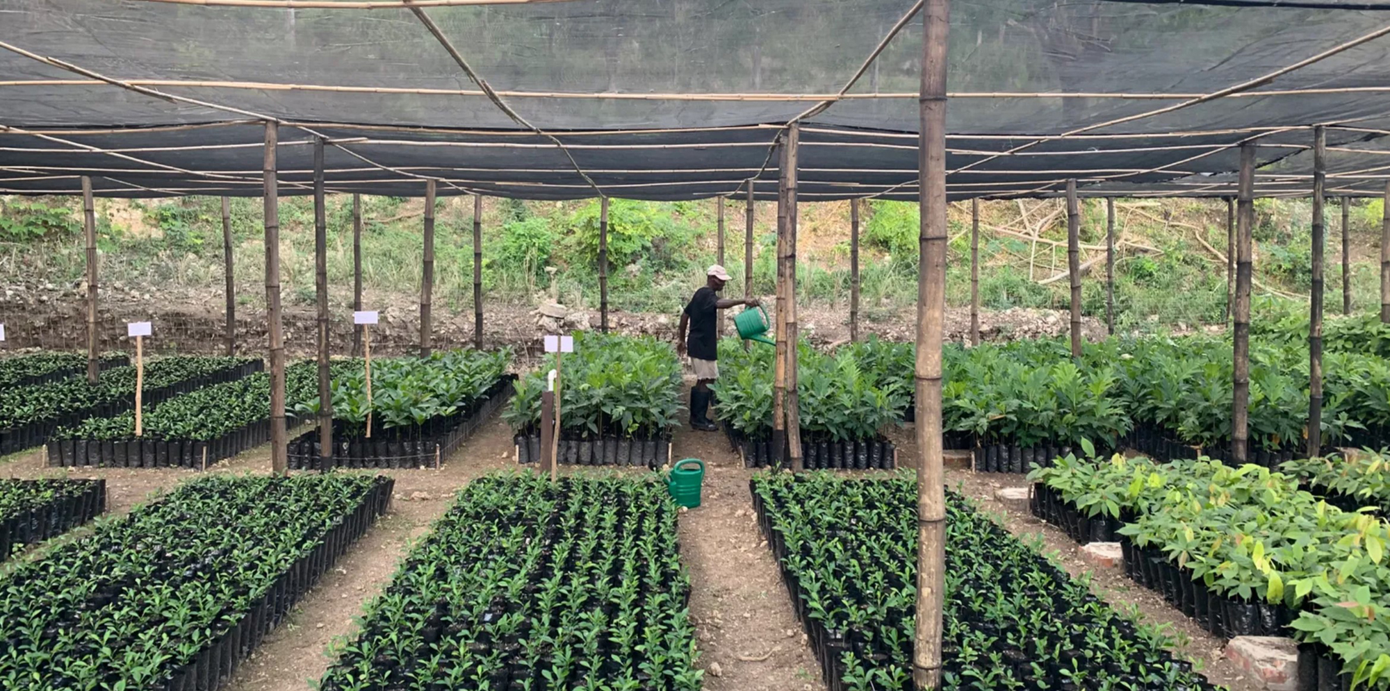 We Plant a Tree for Every EMEIA Online Order We Plant a Tree for Every EMEIA Online Order