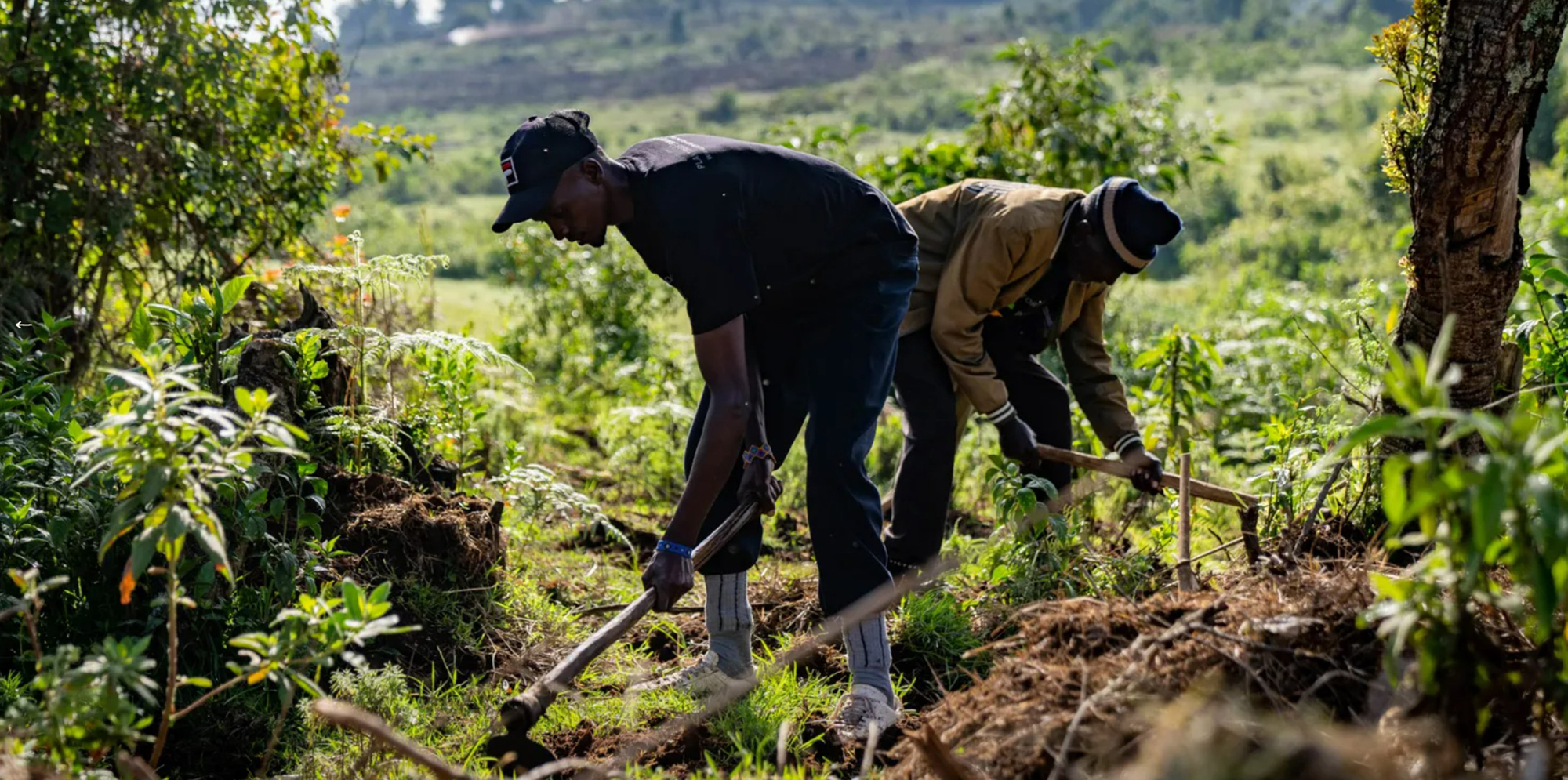 We Plant a Tree for Every EMEIA Online Order We Plant a Tree for Every EMEIA Online Order