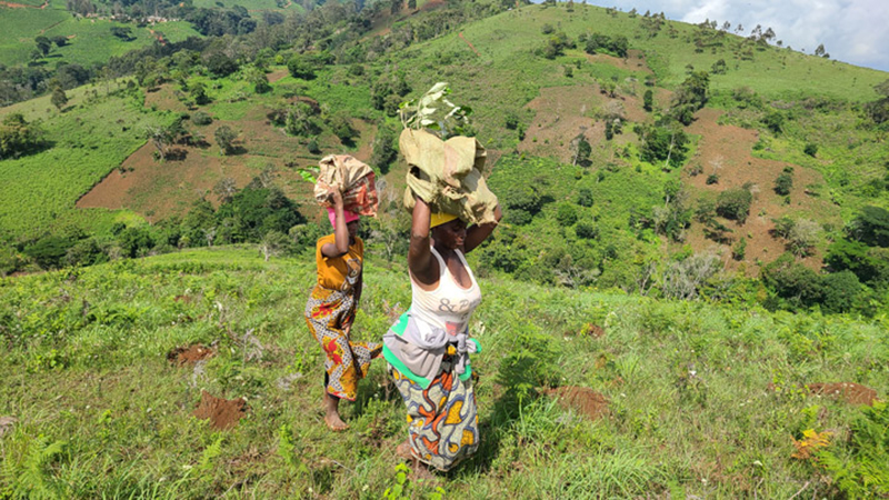 We Plant a Tree for Every EMEIA Online Order We Plant a Tree for Every EMEIA Online Order